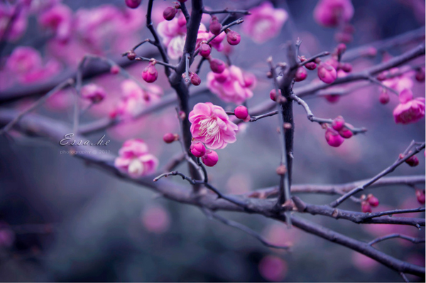 spring photography_11