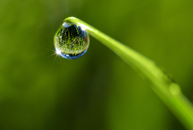 55 Stunning Dew Drop Photographs | Incredible Snaps