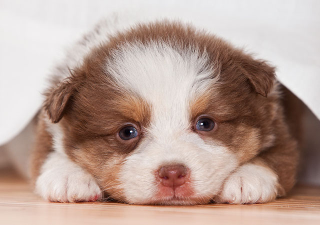 Cute Photographs Of Puppies Incredible Snaps