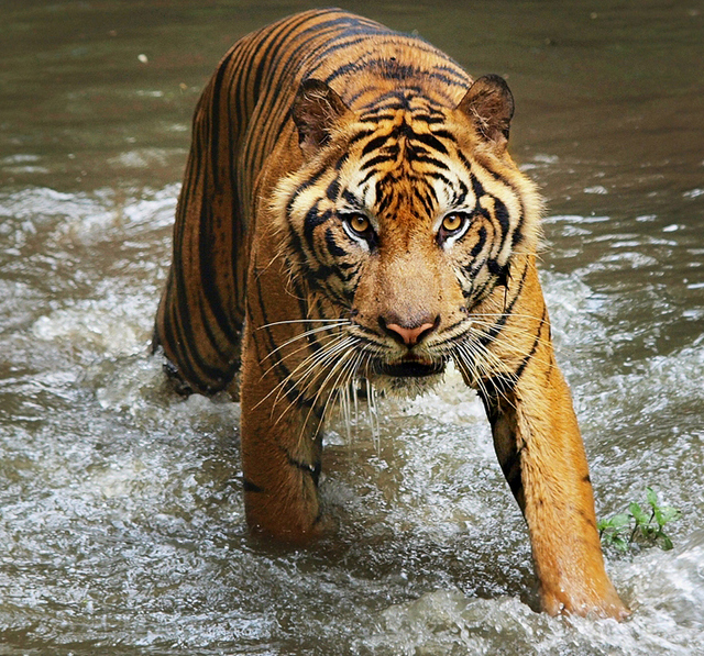 Tiger photographs