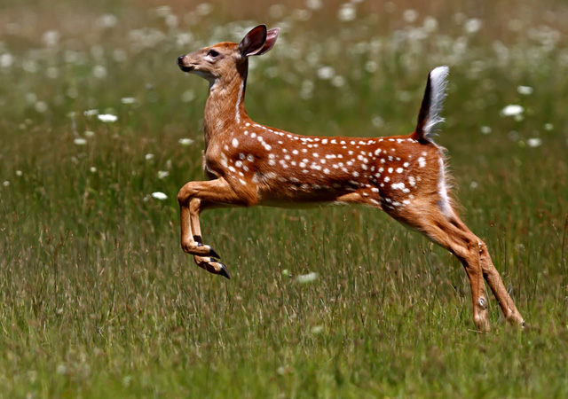 stunning deer running