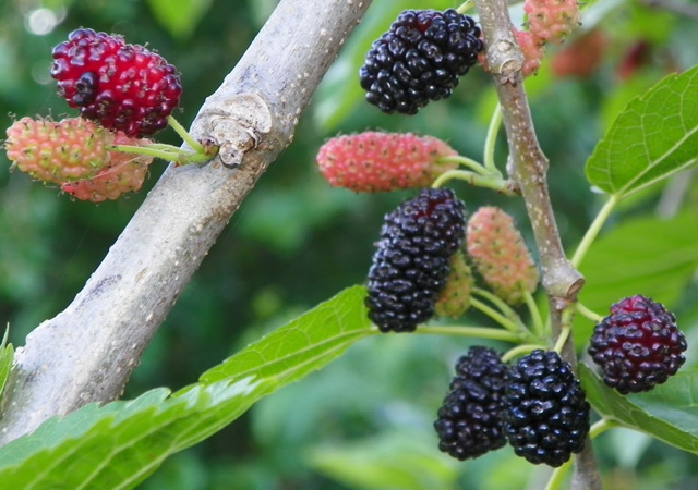 Pictures of Berry Fruits | Incredible Snaps