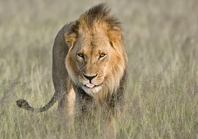 Kalahari Lion by Ken Watkins