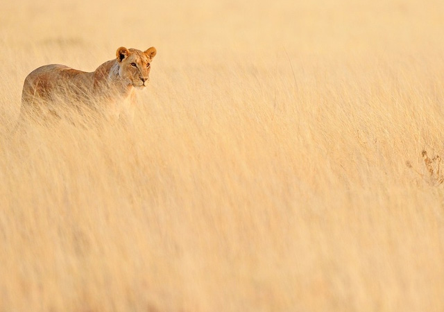 Lion - Panthera leo by Massimiliano Sticca