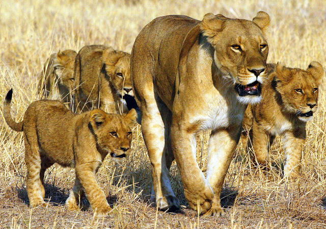Lion family by Michael Poliza