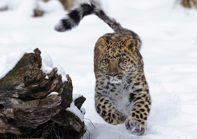 Armur Leopard by Regis Vincent