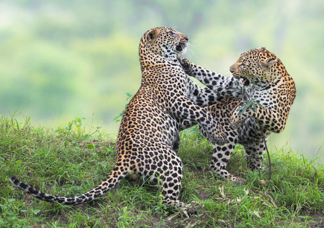 Dancing Leopards by Marlon du Toit