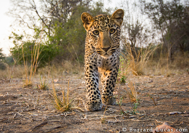 Inquisitive Cub by Will Burrard-Lucas