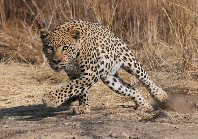Leopard Action by Elmar Weiss