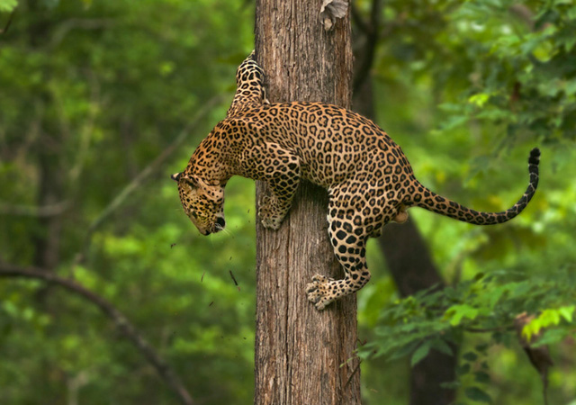 Leopard by Shaaz Jung
