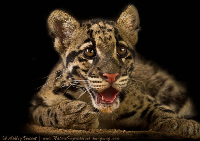 Sweet Molasses by Ashley Vincent