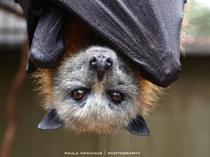 Flying Fox Photos | Incredible Snaps